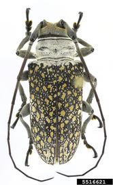  Lochmaeocles pulcher ; © E.H. Nearns